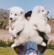 Buy Vaccinated  Pomeranian Puppy from Hyderabad